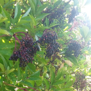 Instagram photograph: clusters of dark berries hanging among green leaves.